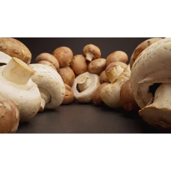 Organic Mushroom